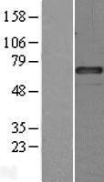 SERPING1 Human Over-expression Lysate
