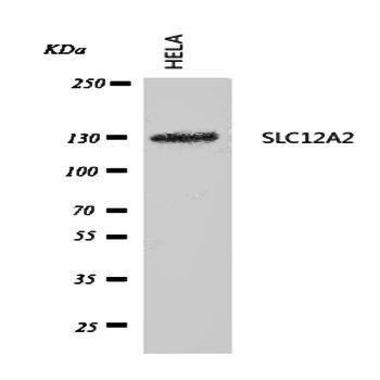 NKCC1/SLC12A2 Antibody
