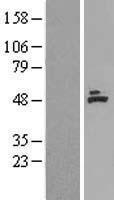 ACADM Human Over-expression Lysate