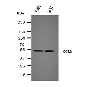 Anti-CCR3 Antibody