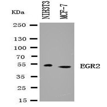 EGR2 Antibody
