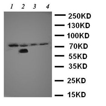 Anti-IRAK/IRAK1 Antibody