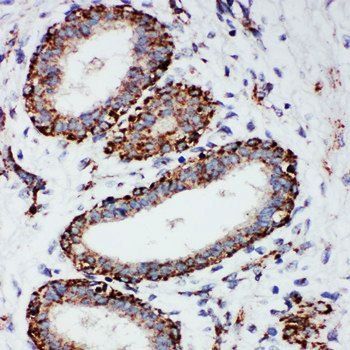 MTCO1/MT-CO1 Antibody