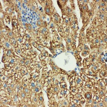 Anti-MTCO1/mt-Co1 Antibody