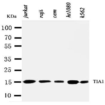 Nucleolysin TIA-1 isoform p40 TIA1 Antibody