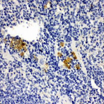 Leupaxin/LPXN Antibody