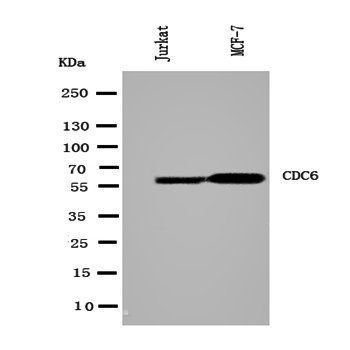 Cdc6 Antibody