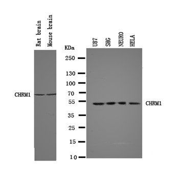 muscarinic Acetylcholine Receptor 1/CHRM1 Antibody