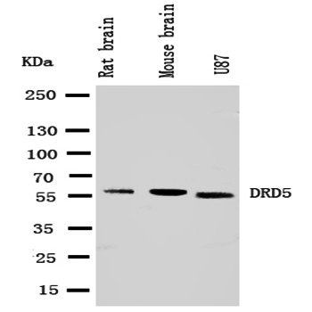 Dopamine Receptor D5/DRD5 Antibody