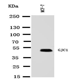 Connexin 45/GJA7/GJC1 Antibody