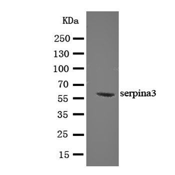 AACT/SERPINA3 Antibody