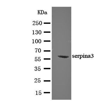 Anti-AACT/SERPINA3 Antibody