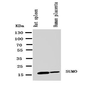 Anti-Sumo 1/SUMO1 Antibody