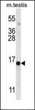 SPT19 antibody