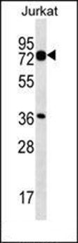 PLS1 antibody