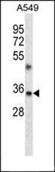 TMBIM1 antibody