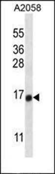 TEX261 antibody