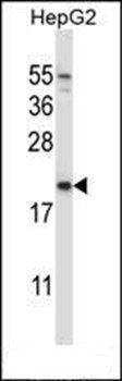 NDUFAF2 antibody