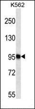 TTC15 antibody