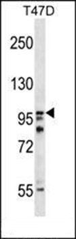 HPS3 antibody