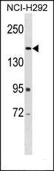 ARAP2 antibody