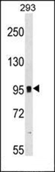 GRM7 antibody