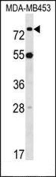 LDB3 antibody