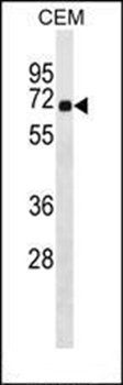 CEP57 antibody