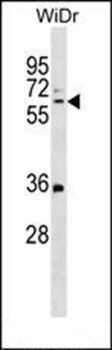 MMRN1 antibody