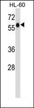 GPR97 antibody