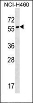 SYT17 antibody