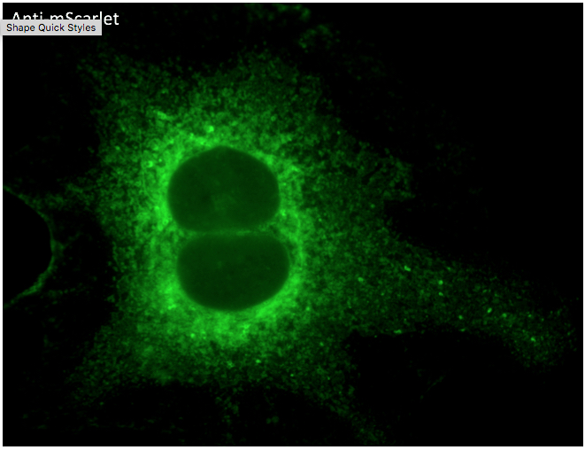 mScarlet antibody