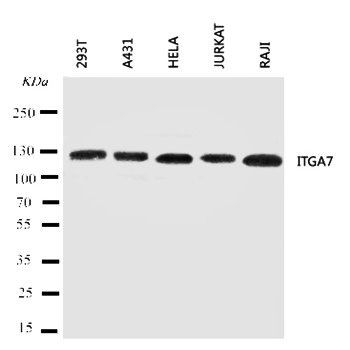 Integrin alpha-7 ITGA7 Antibody