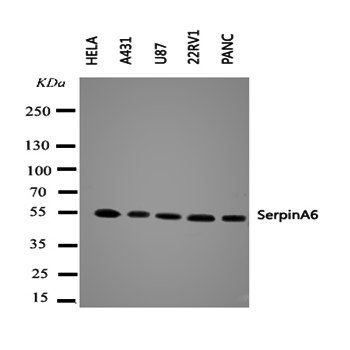 Anti-Cortisol Binding Globulin/SERPINA6 Antibody