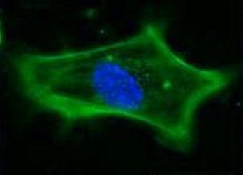 F-Actin antibody (FITC)