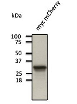 mCherry antibody