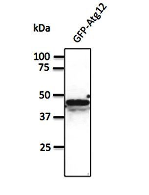 ATG12 Antibody