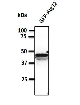 ATG12 antibody