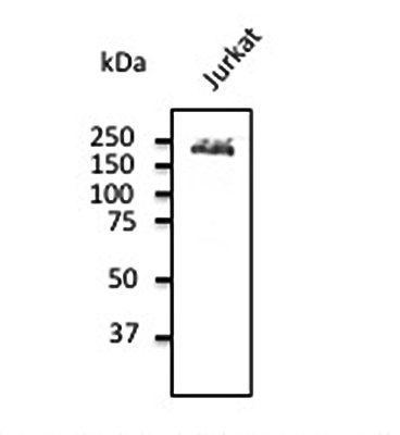 CD45 antibody