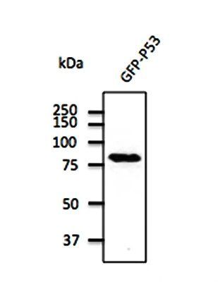P53 Antibody
