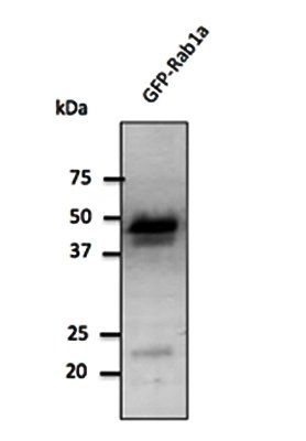 Rab1 Antibody