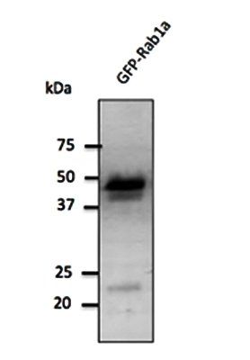 Rab1 antibody