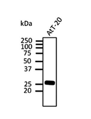 Rab3 antibody