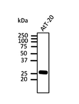Anti-Rab3