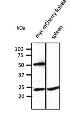 Rab8 antibody