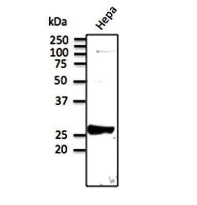 Rab9 antibody