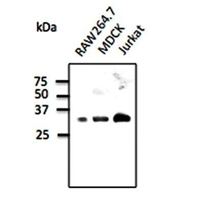 Rab9b antibody