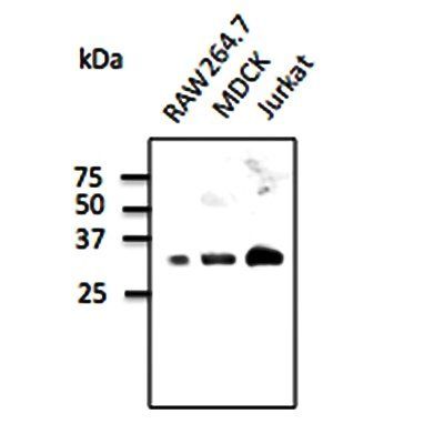 Anti-Rab9b
