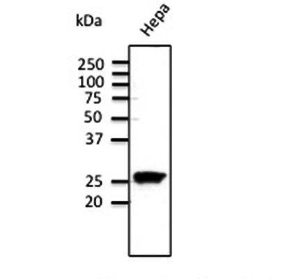 Rab11 Antibody