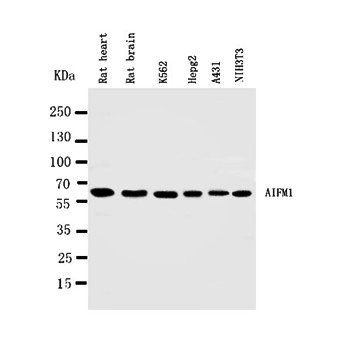 AIF/AIFM1 Antibody